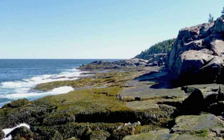 blue ocean water rushes up on moss and rock in maine